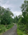 Der Rückschnitt der Bäume am Geh- und Radweg im Stadtwald zwischen Vogelwiese und Friedrich-Engels-Straße erfolgt in mehreren Abschnitten bis in den September hinein