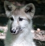 Der junge Polarwolf hat jetzt einen Namen
