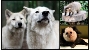Diese Tiere im Stralsunder Zoo können u.a. entdeckt werden - Polarwolf l Nasenbär l Weißgesichtsseidenäffchen