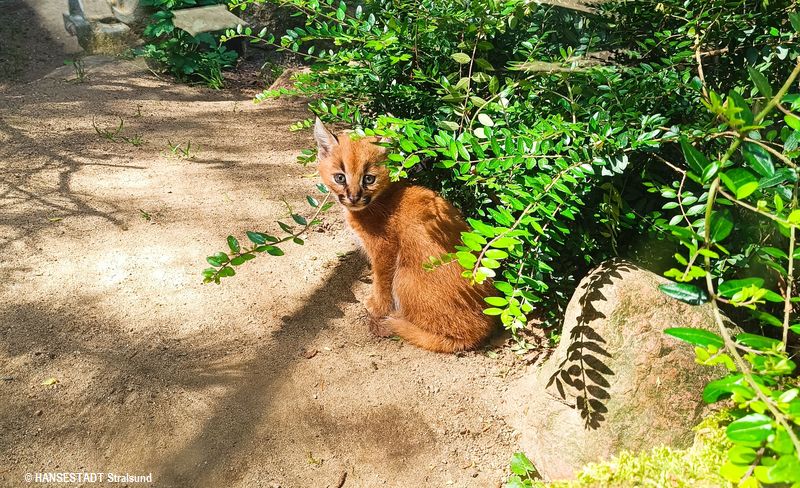 Karakal-Nachwuchs im Stralsunder Zoo