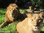 Löwen im Stralsunder Zoo